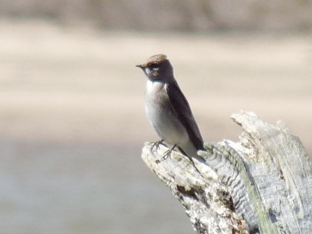 Northern Rough-winged Swallow