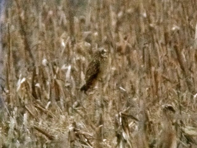 Short-eared Owl