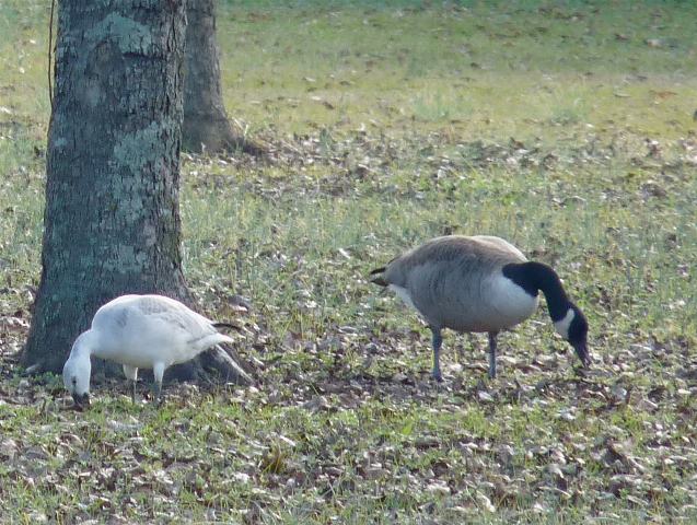 Snow Goose