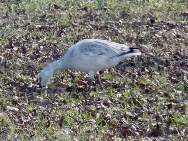 Snow Goose