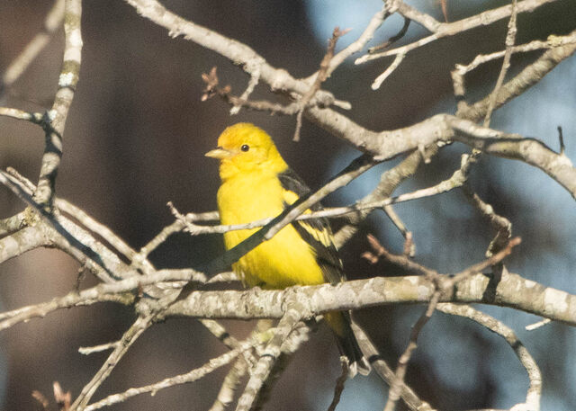 Western Tanager