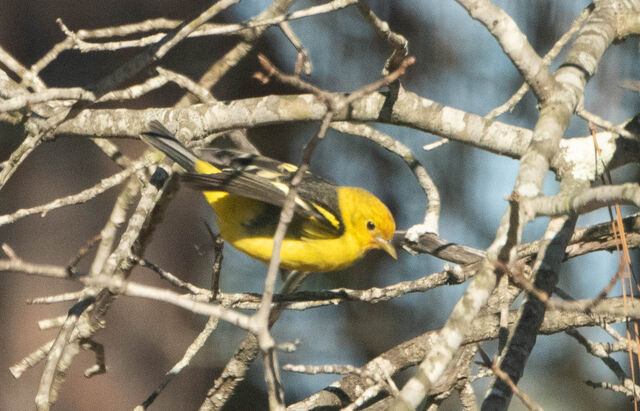 Western Tanager