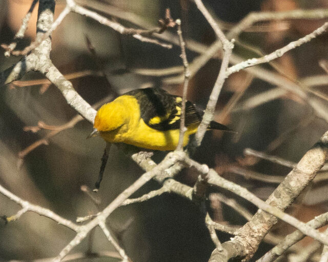 Western Tanager