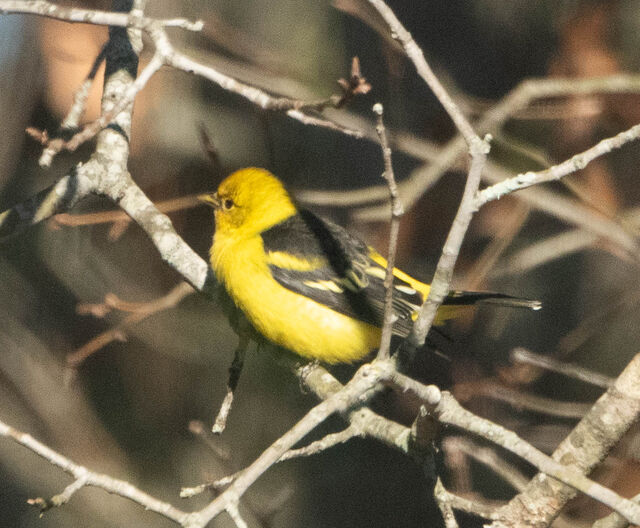 Western Tanager