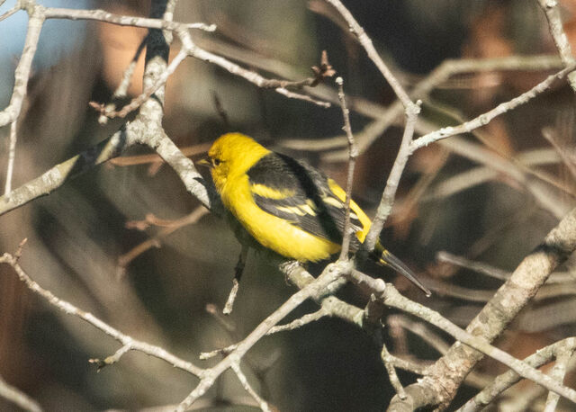 Western Tanager