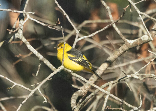 Western Tanager