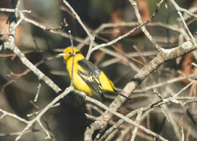Western Tanager
