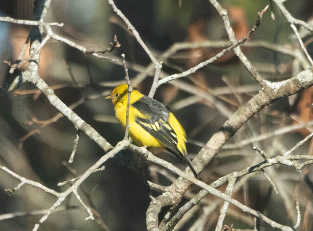 Western Tanager