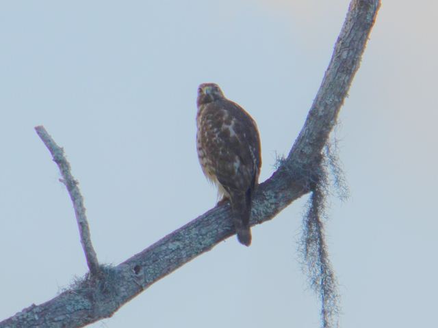Red-shouldered Hawk