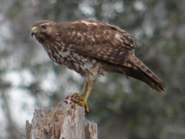 Red-shouldered Hawk