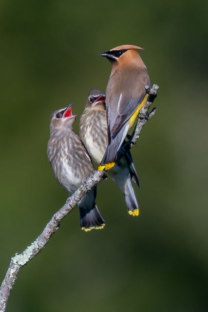 Cedar Waxwing