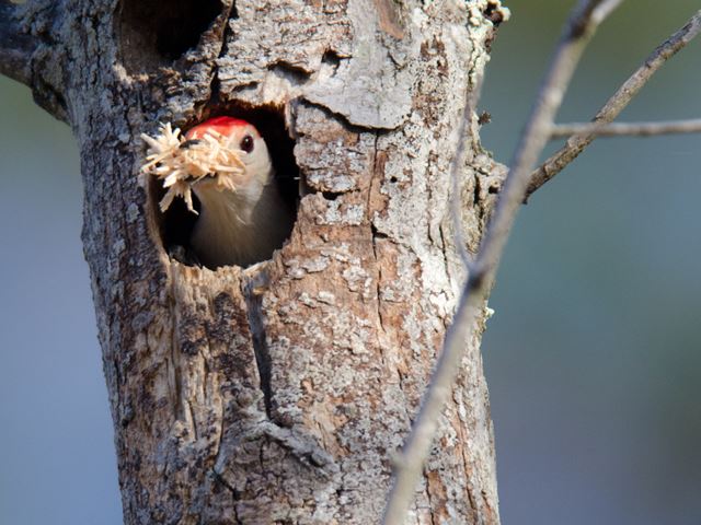 Red-bellied Woodpeckers