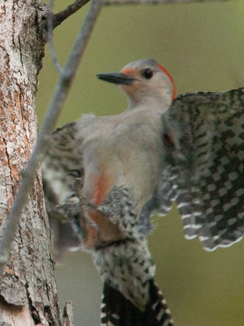 Red-bellied Woodpeckers