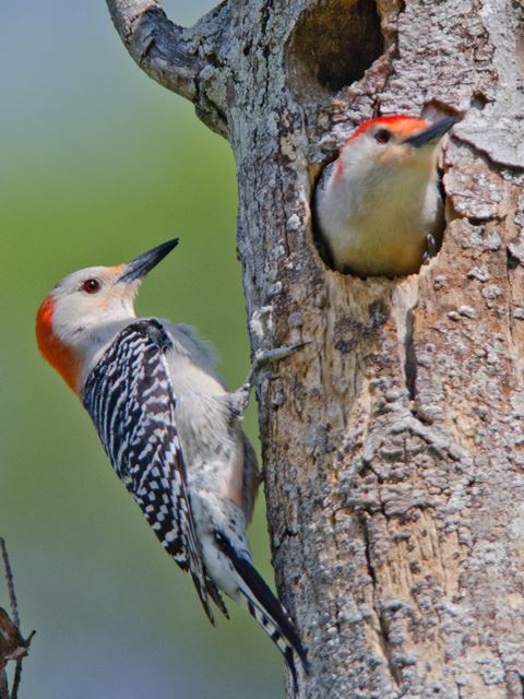 Red-bellied Woodpeckers