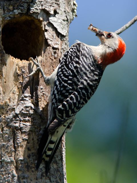 Red-bellied Woodpeckers
