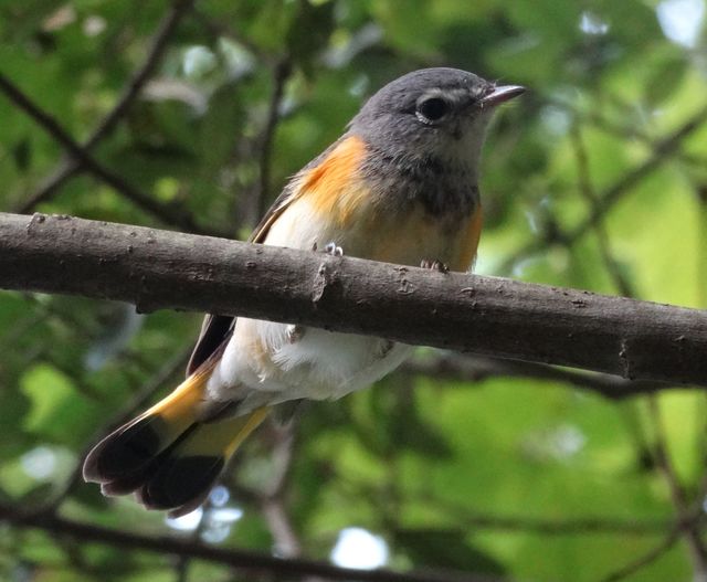 American Redstart