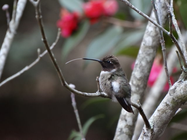 Black-chinned Hummingbird