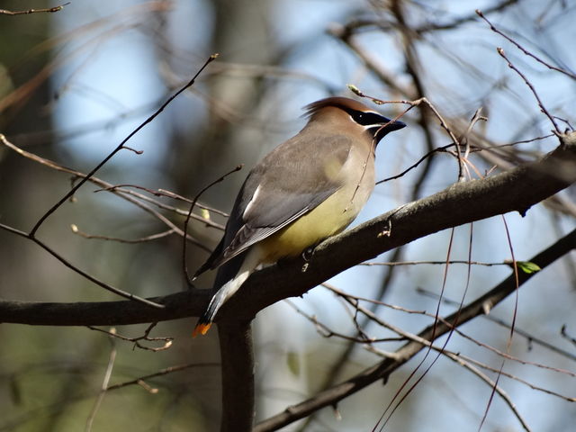 Cedar Waxwing