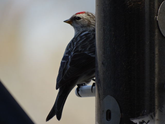 Redpoll