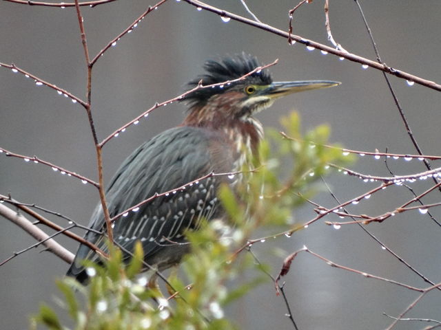 Green Heron