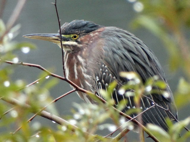 Green Heron