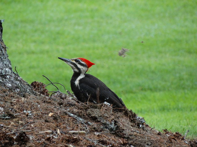 Pileated Woodpecker