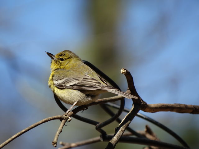 Pine Warbler