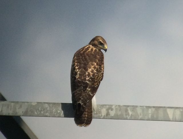 Red-tailed Hawk