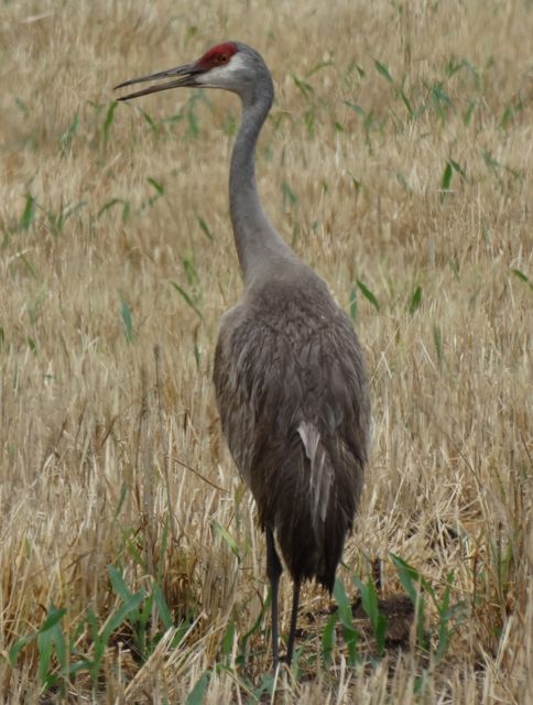 Sandhill Crane