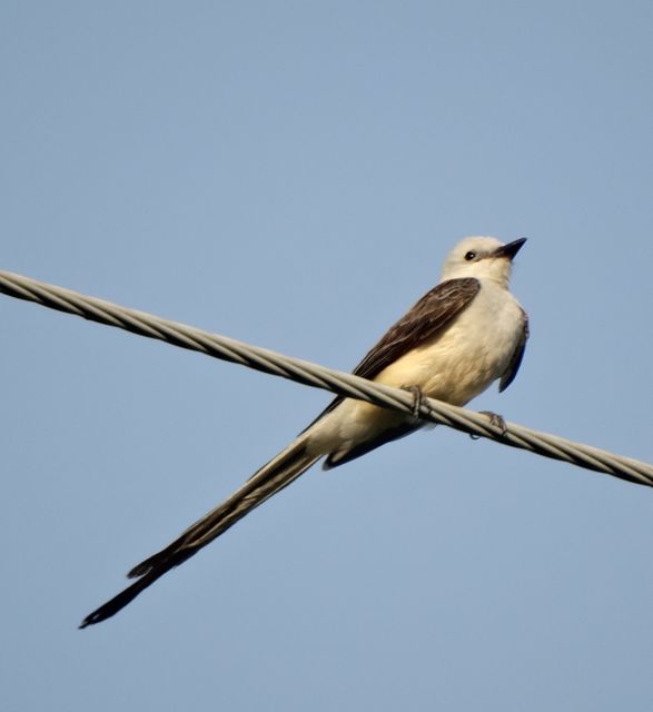 Scissor-tailed Flycatcher