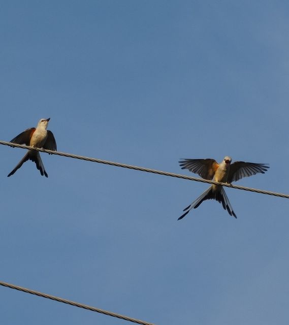 Scissor-tailed Flycatcher