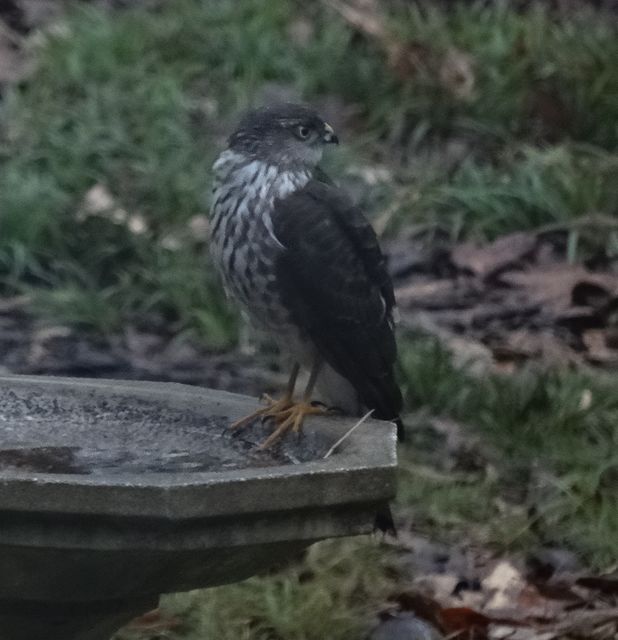 Sharp-shinned Hawk