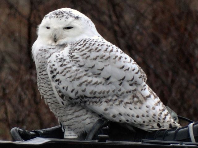 Snowy Owl