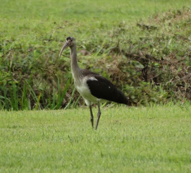 carolina bird club photo gallery carolina bird club photo gallery