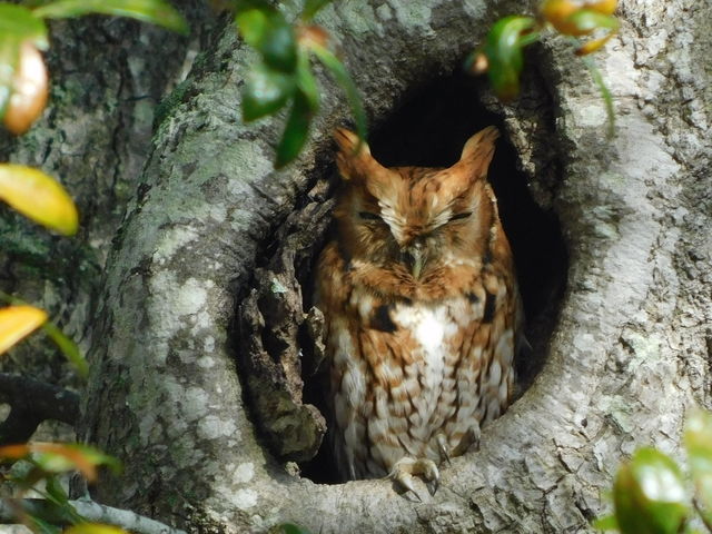 Eastern Screech-Owl