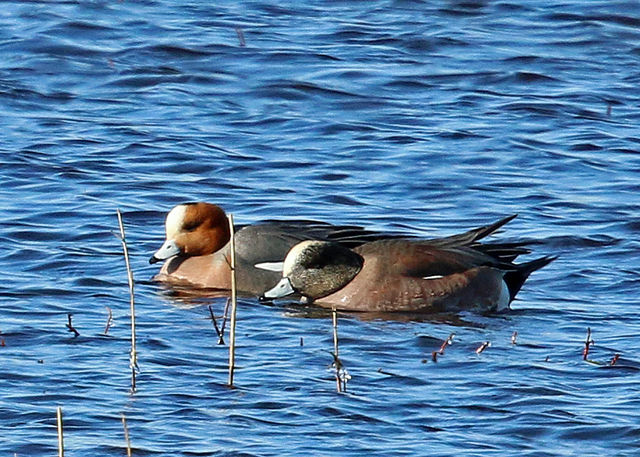 Eurasian Wigeon