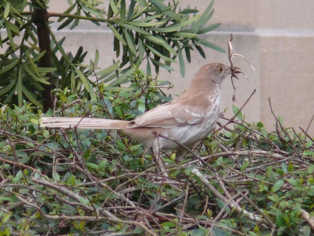 Brown Thrasher