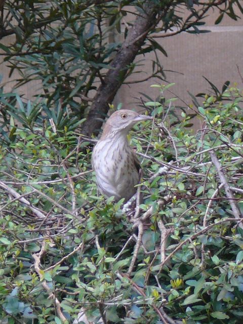 Brown Thrasher