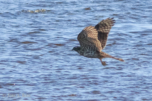 American Goshawk