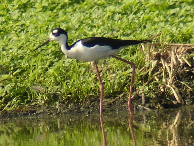 Black-necked Stilt