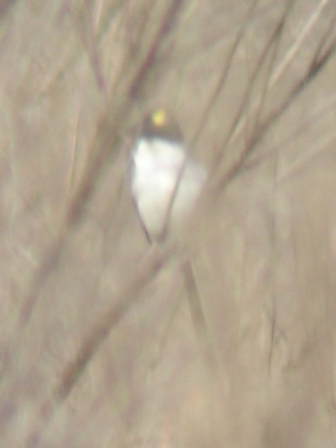 Fork-tailed Flycatcher