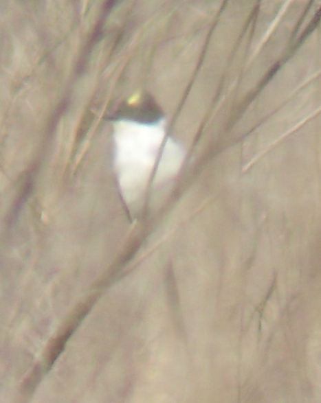Fork-tailed Flycatcher