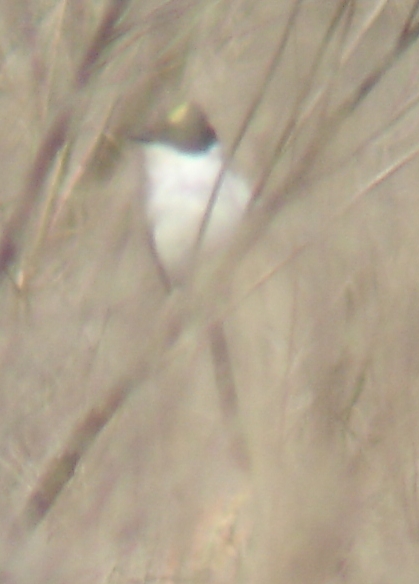 Fork-tailed Flycatcher