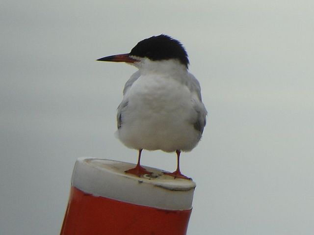 Forster's Tern