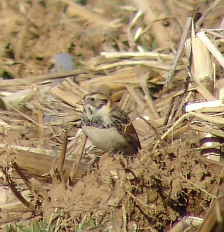 Lapland Longspurs