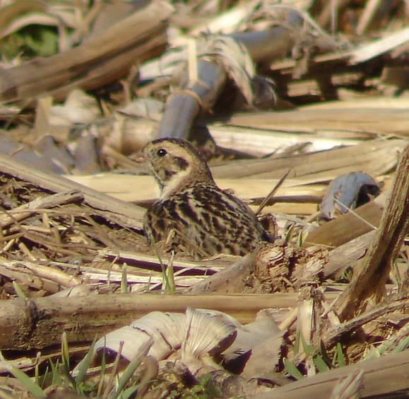 Lapland Longspurs