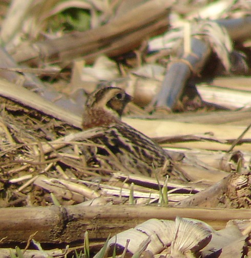 Lapland Longspurs