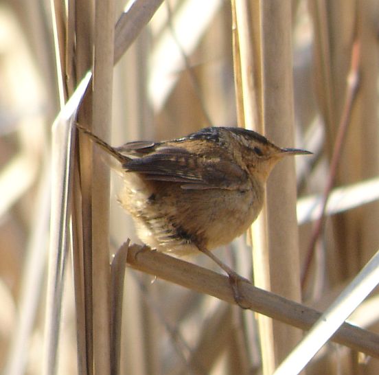 Marsh Wren