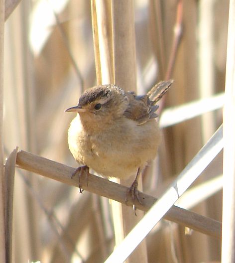 Marsh Wren