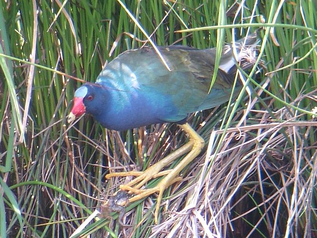 Purple Gallinule